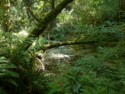 A bay laurel tree crosses the creek